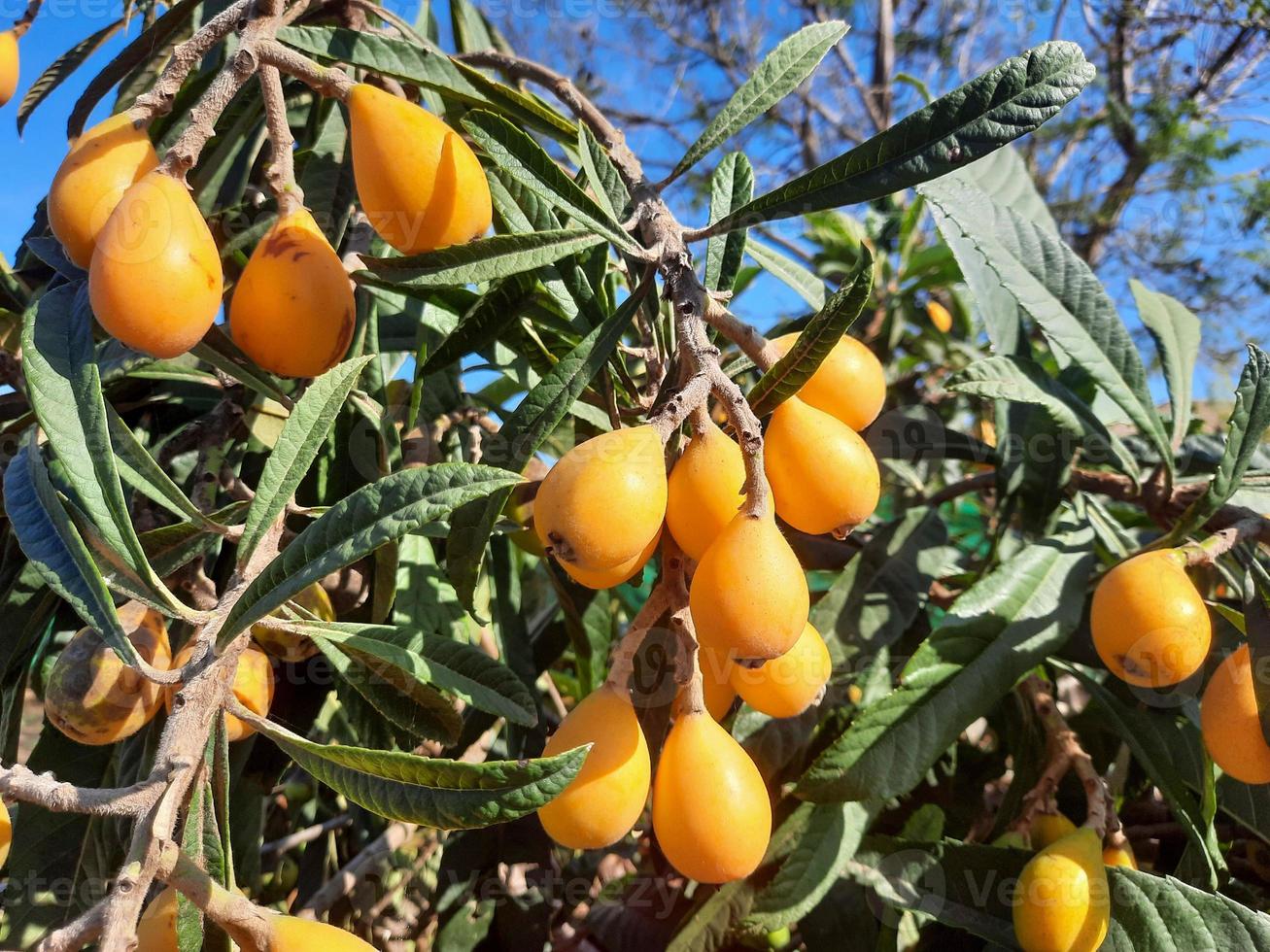 Nice loquat tree with many fruits photo