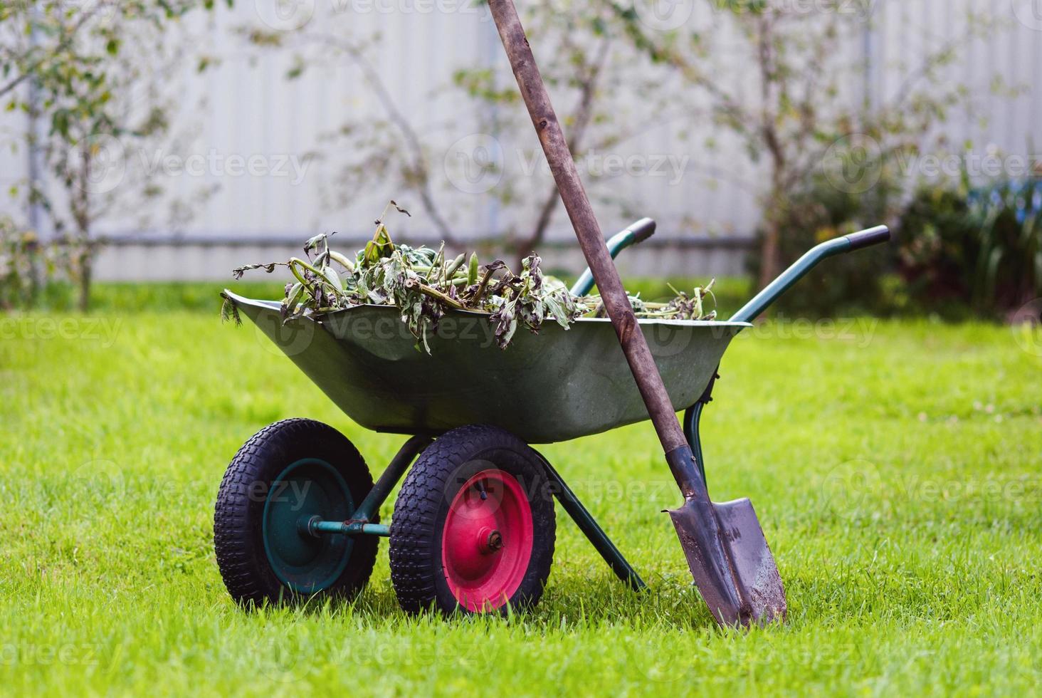 Wheelbarrow with plucked plants and spade on green grass in the garden photo