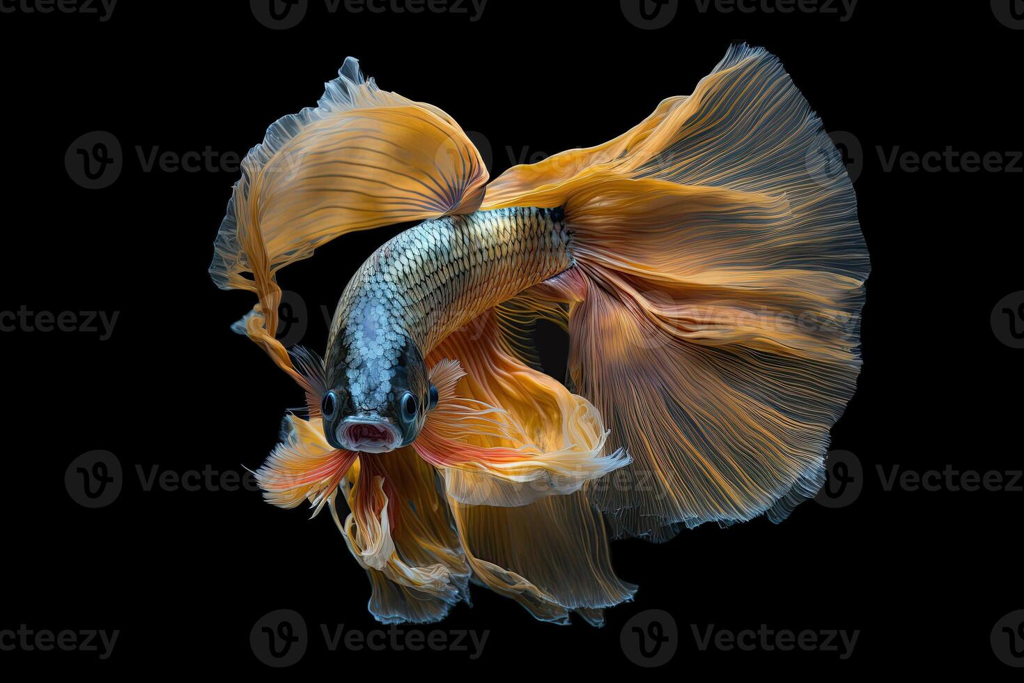 Beautiful colorful gold of siamese betta fish in plain dark black background Made with photo