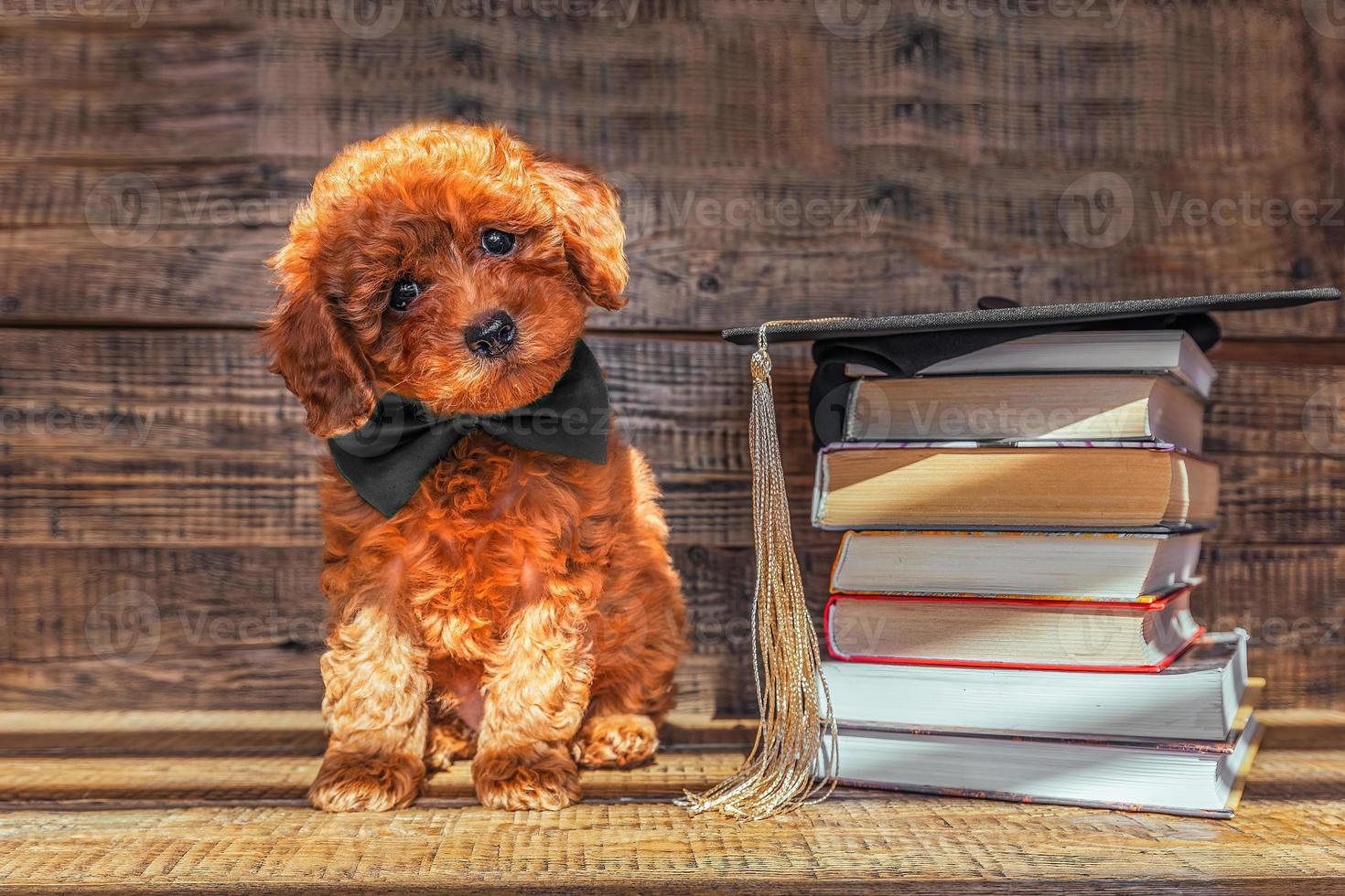 A charming little toy poodle puppy sits in a black bow tie around his neck, next to a stack of books with a graduation cap. Graduation ceremony, graduation ceremony and graduation photo