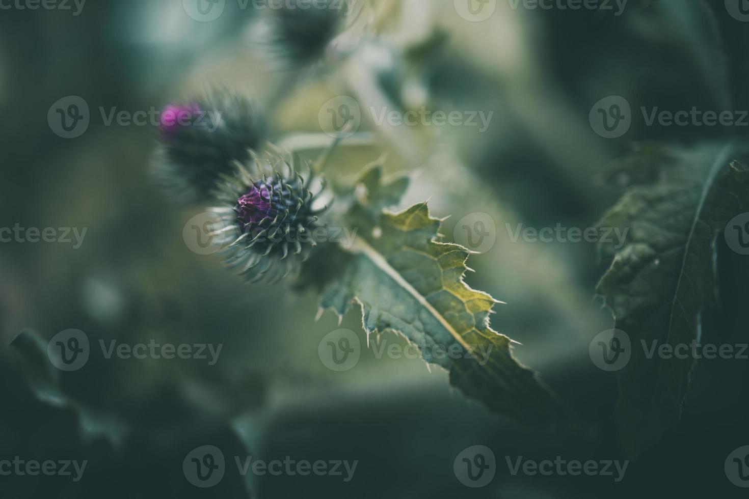 purple flowers on a dark green background in the garden in close-up photo