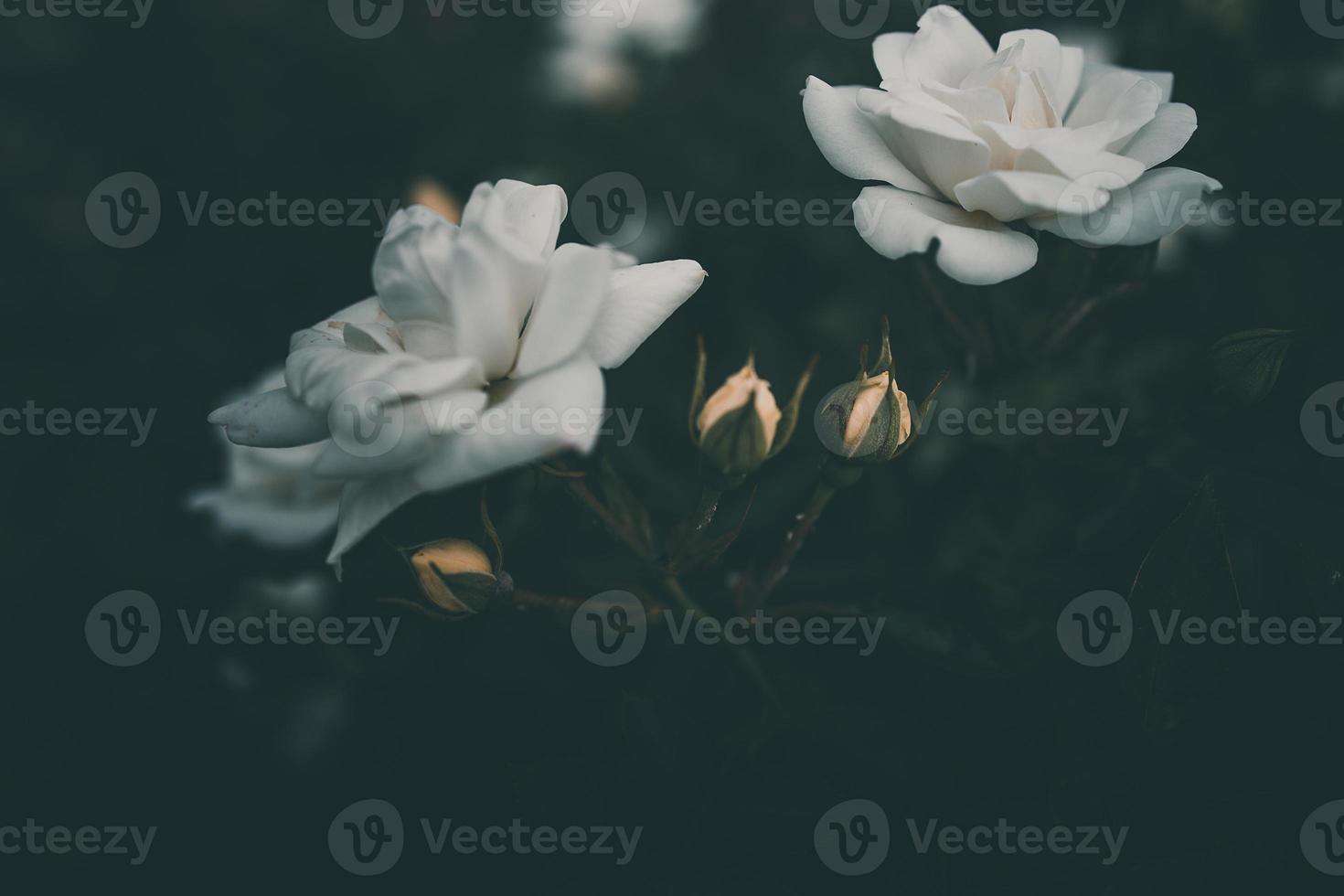 white little rose on the bush in the garden photo