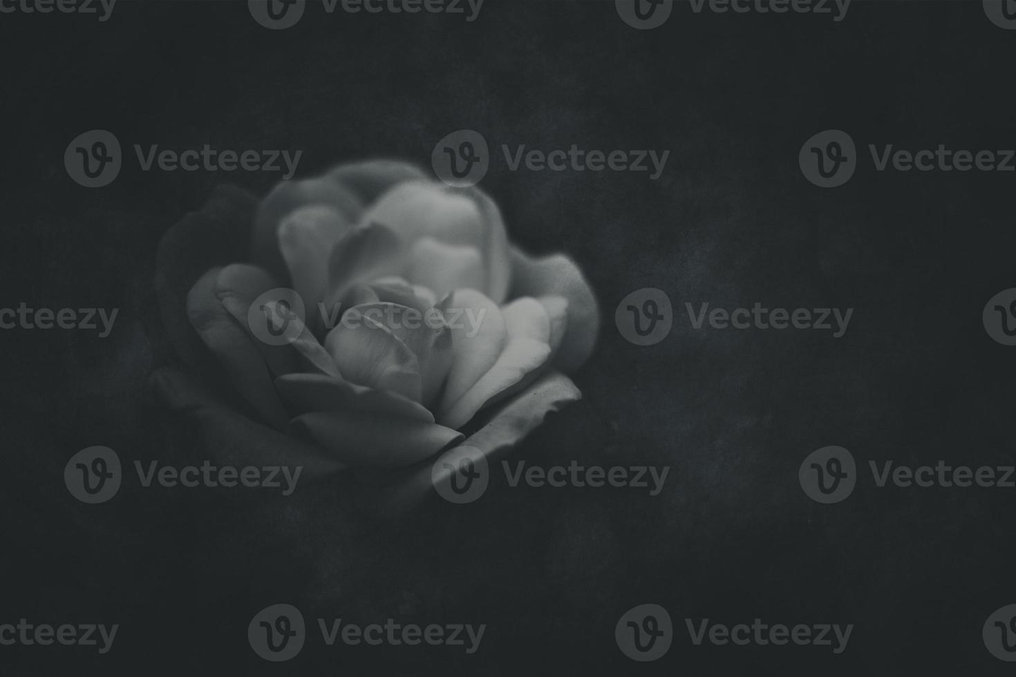 white little rose on the bush in the garden photo