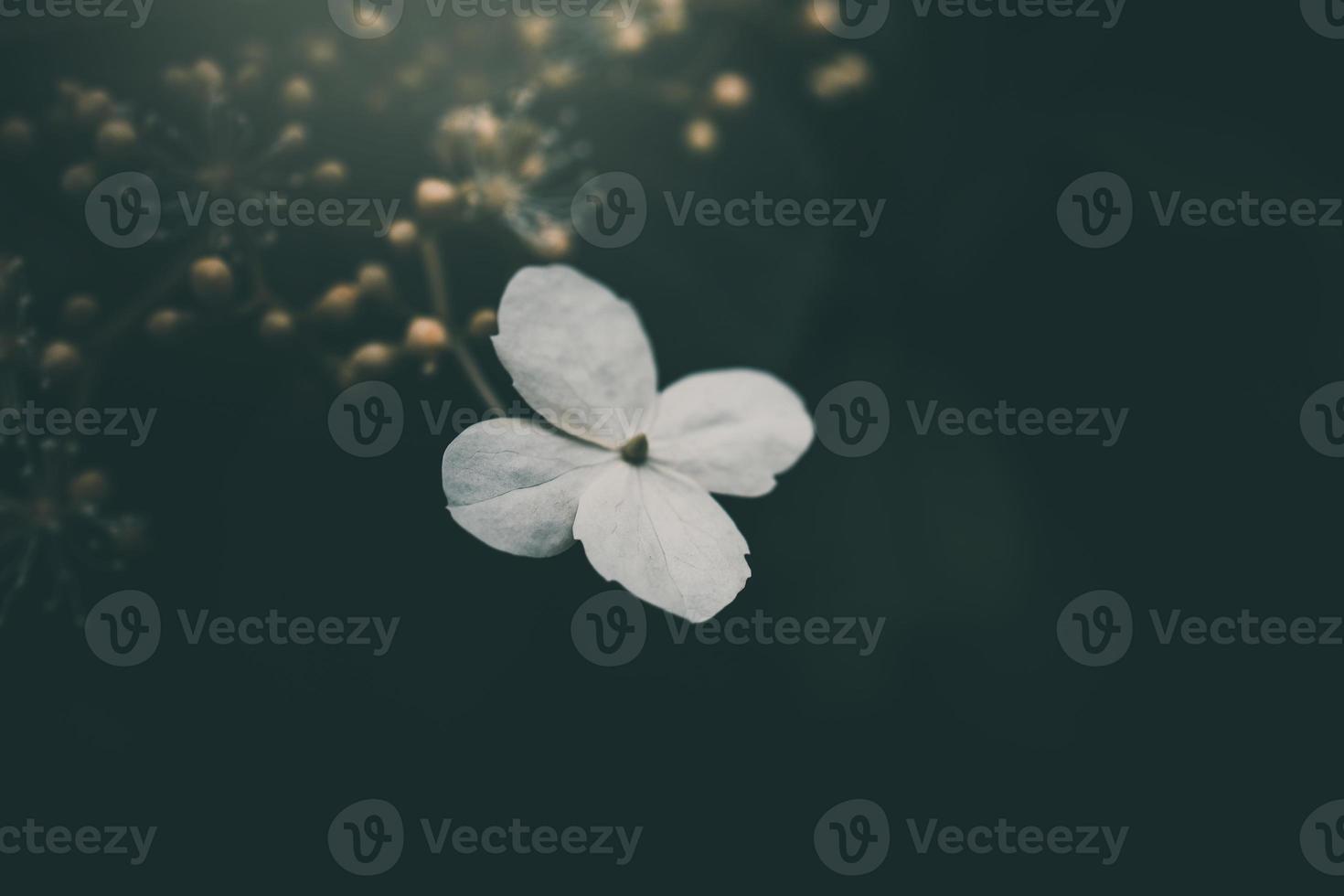 white small flower on the bush in the garden photo