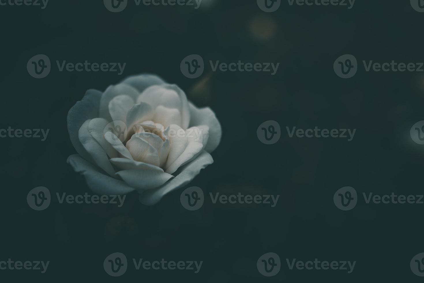 white little rose on the bush in the garden photo
