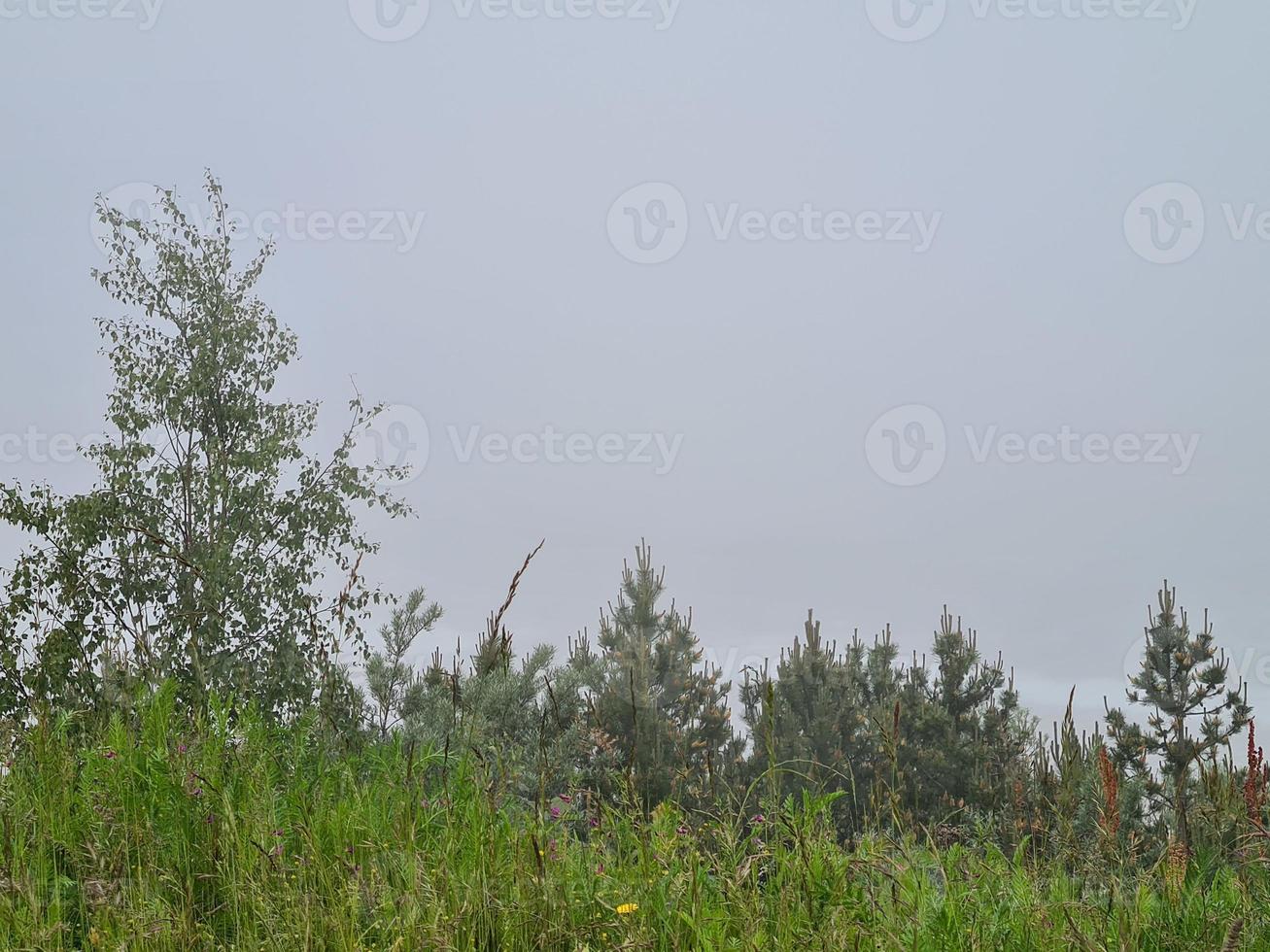 spring trees against a gray cloudy sky in the park photo