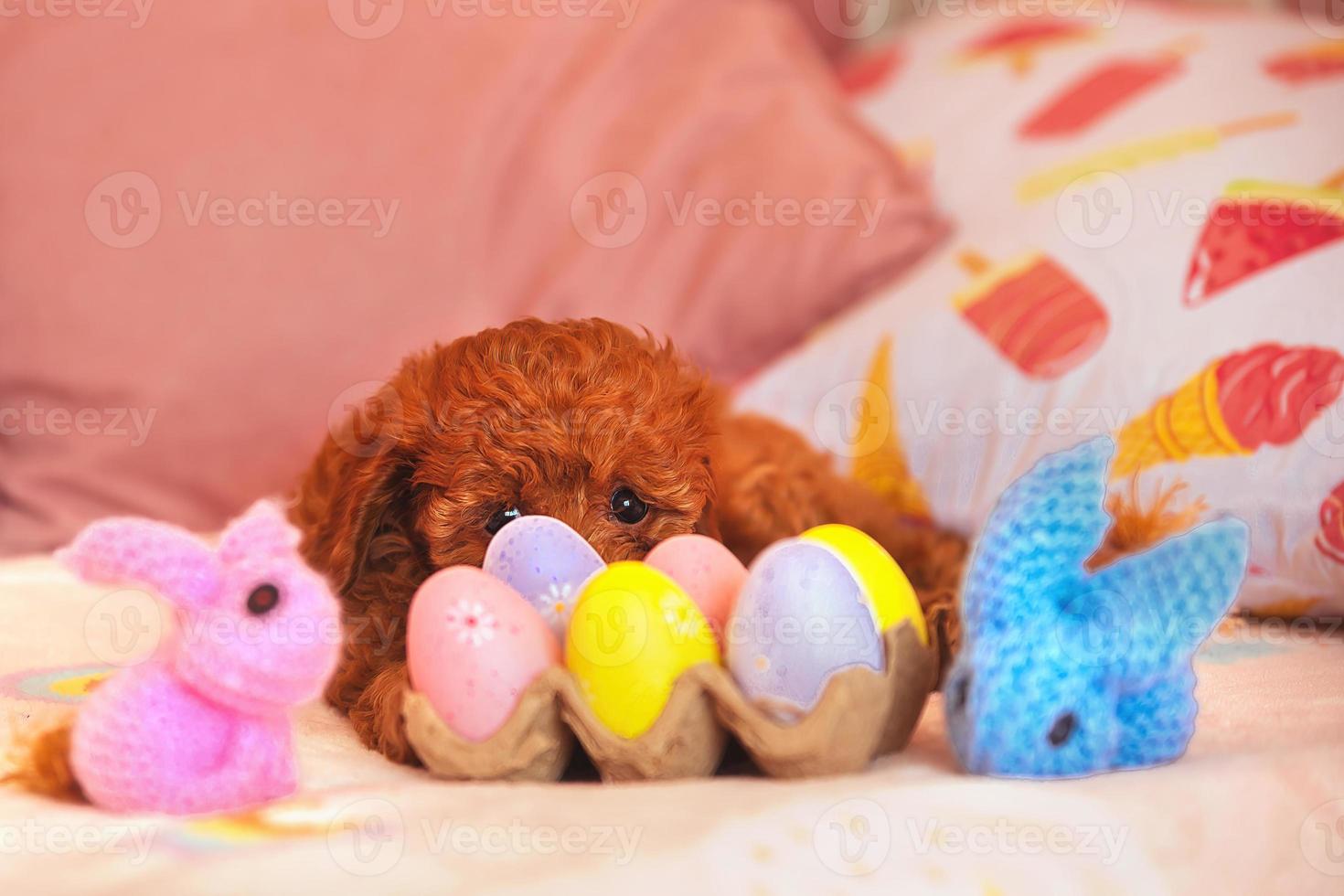 on the bed lies a festive Easter decoration - painted eggs and knitted bright hares, in the background lies a small maltipoo puppy photo