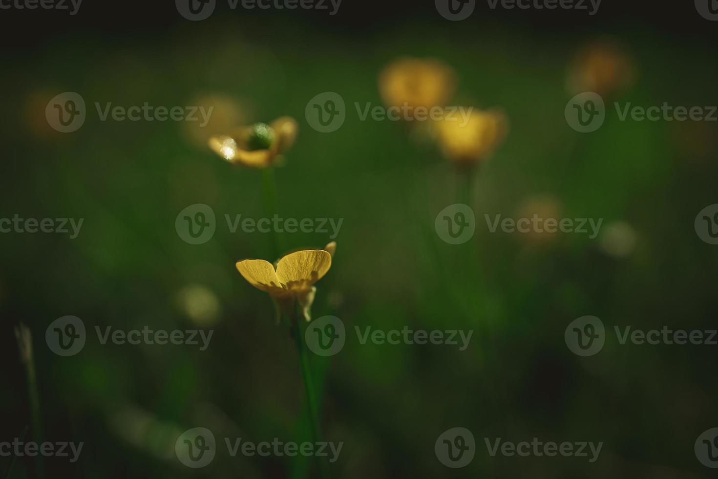 yellow spring flower on a background of green meadow in a natural habitat photo