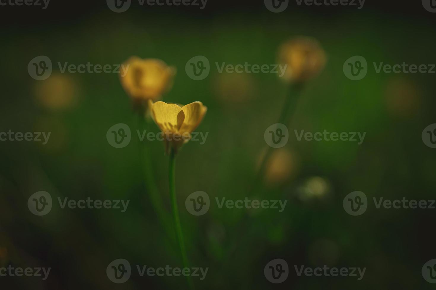 yellow spring flower on a background of green meadow in a natural habitat photo