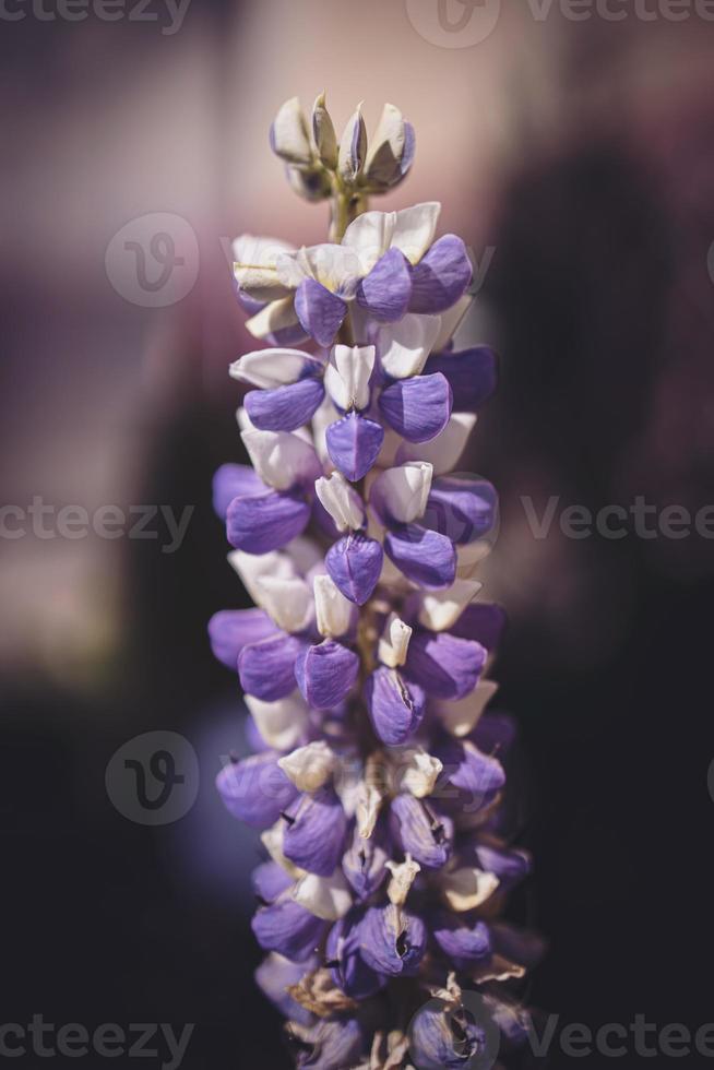 pink lupine growing in a warm spring garden in close-up photo