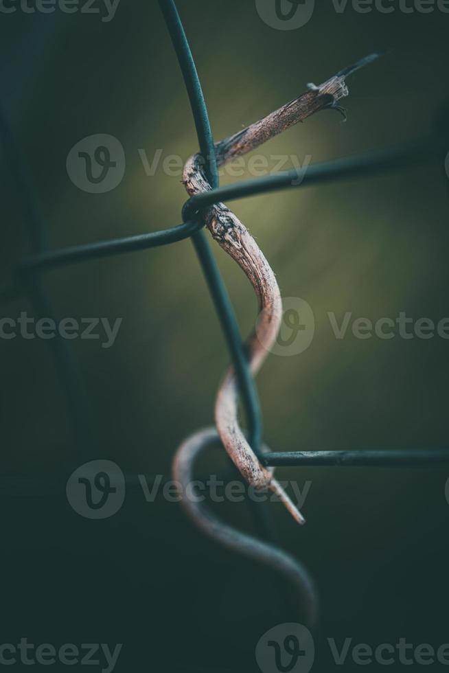 a single twisted stick on a metal fence net photo