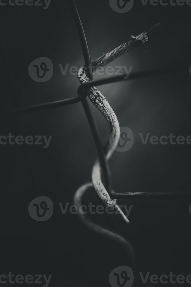 un soltero retorcido palo en un metal cerca red foto