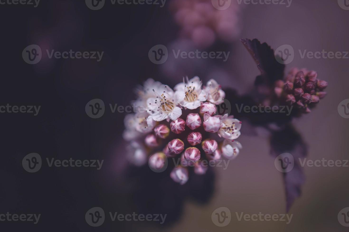 bright creamy flower on a background of purple leaves of a bush in close-up photo