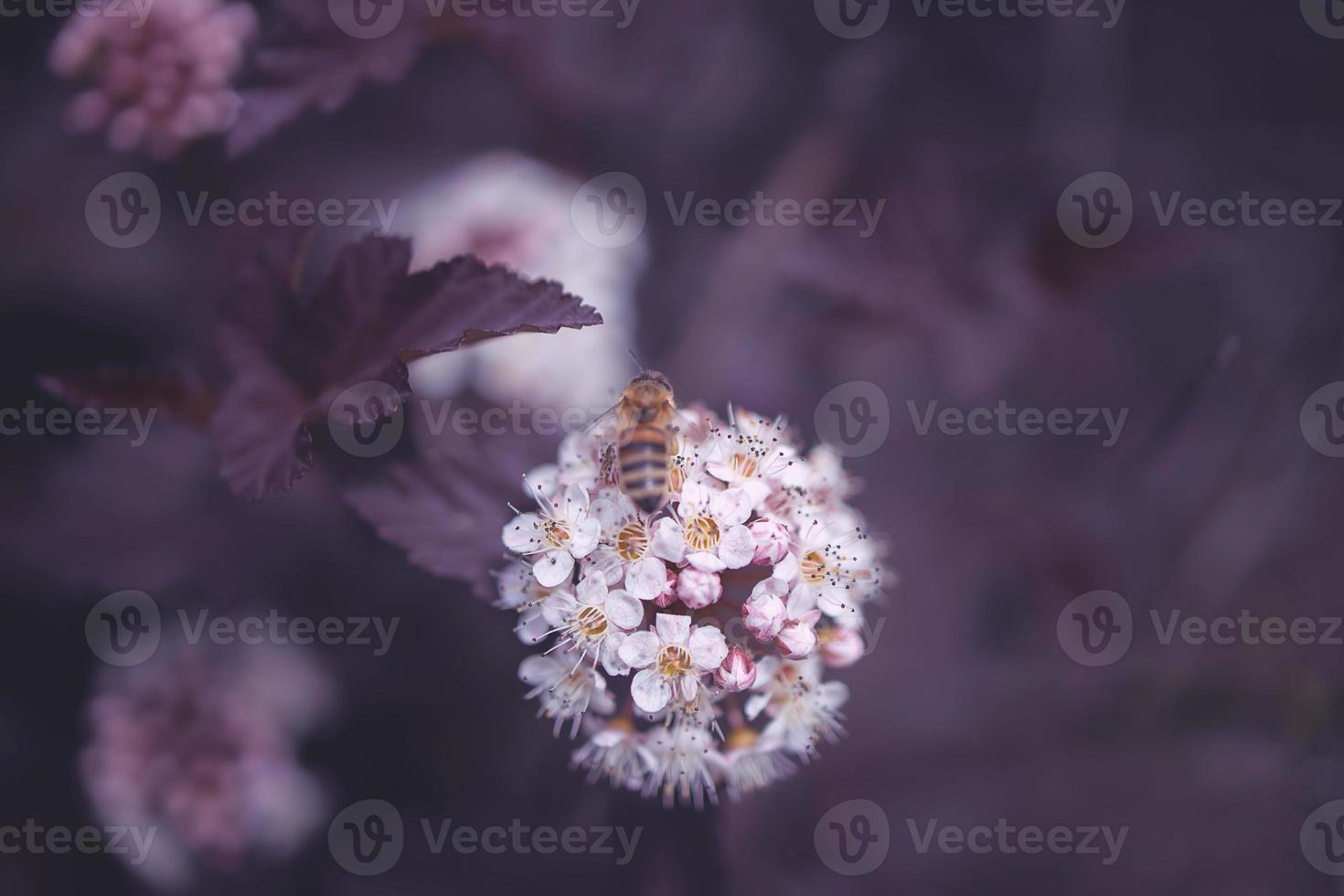 bright creamy flower on a background of purple leaves of a bush in close-up with bee photo