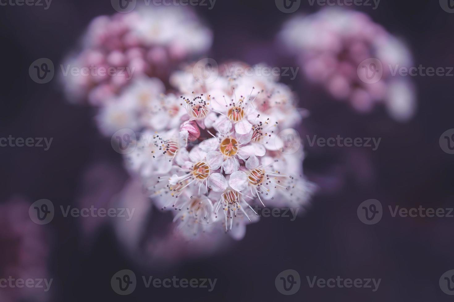 bright creamy flower on a background of purple leaves of a bush in close-up photo