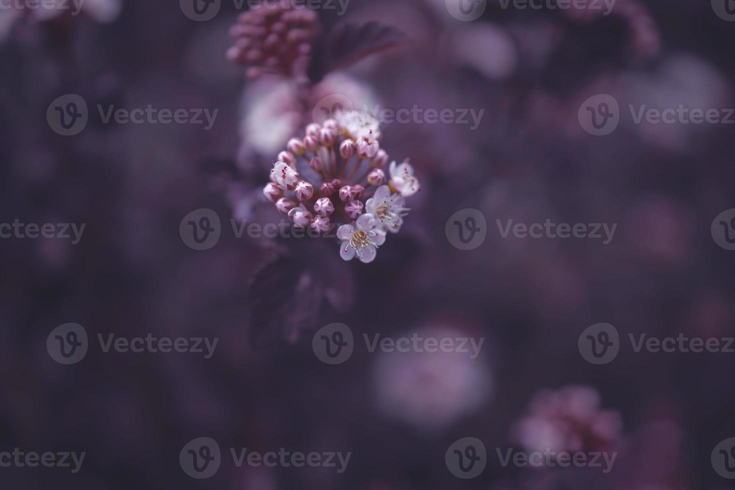 bright creamy flower on a background of purple leaves of a bush in close-up photo