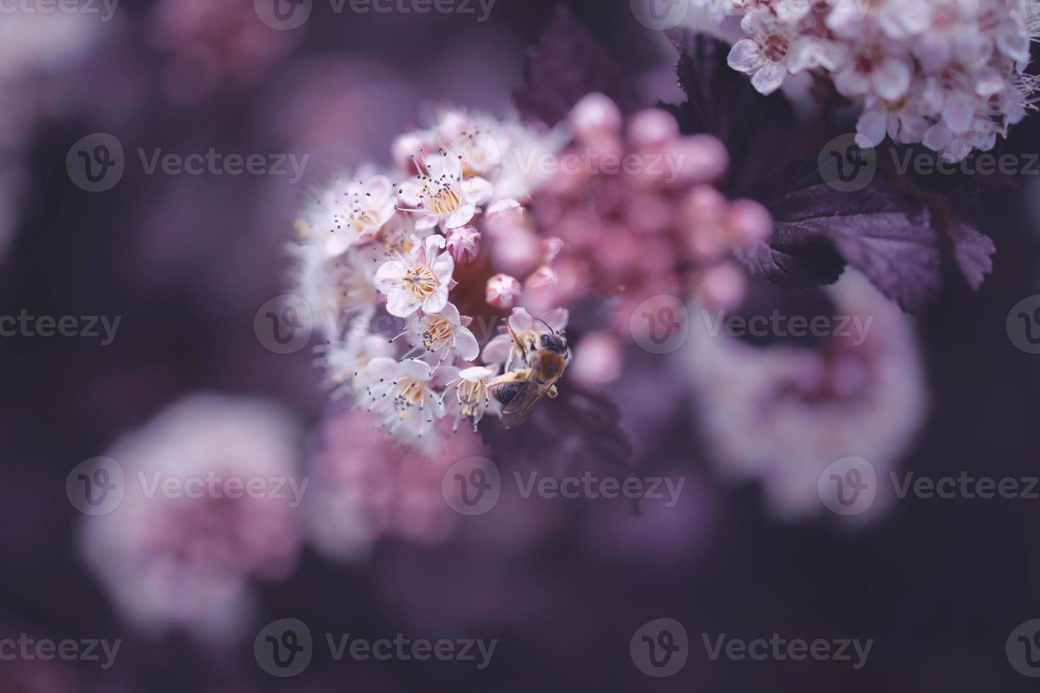 bright creamy flower on a background of purple leaves of a bush in close-up with bee photo