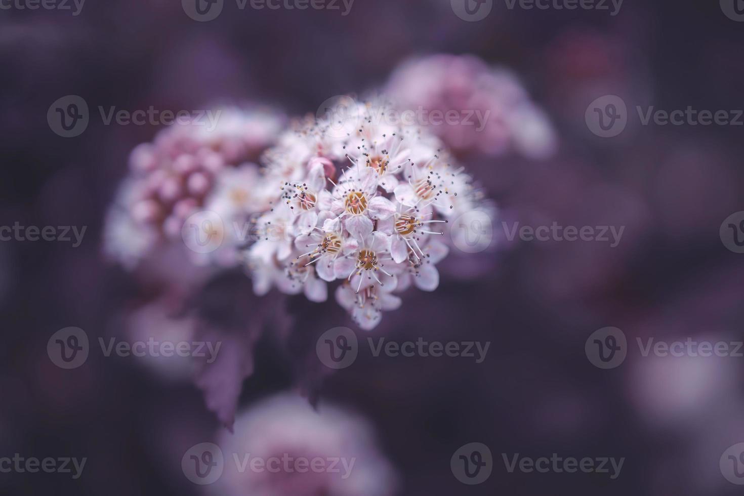 brillante cremoso flor en un antecedentes de púrpura hojas de un arbusto en de cerca foto