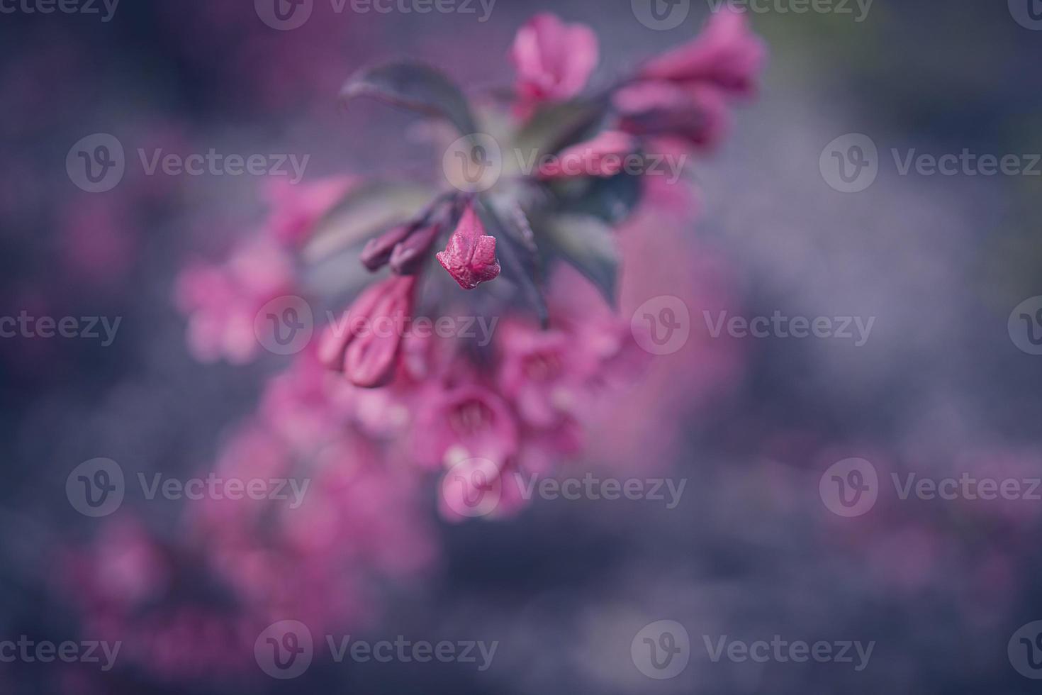 arbusto con rosado flores en de cerca foto