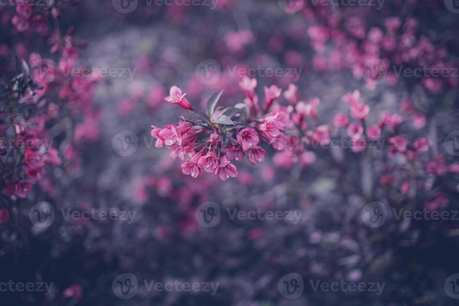 bush with pink flowers in close-up photo