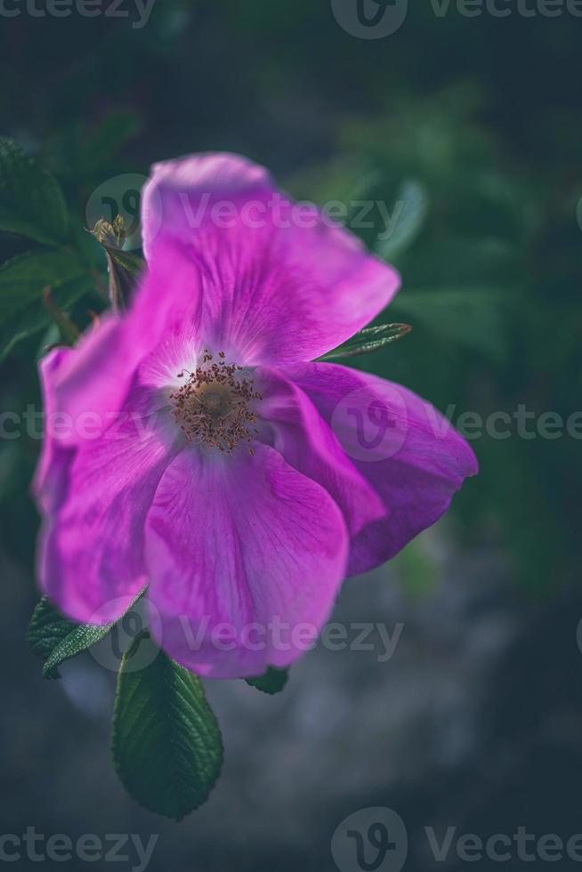 wild rose flower in close-up on the bush in natural habitat photo
