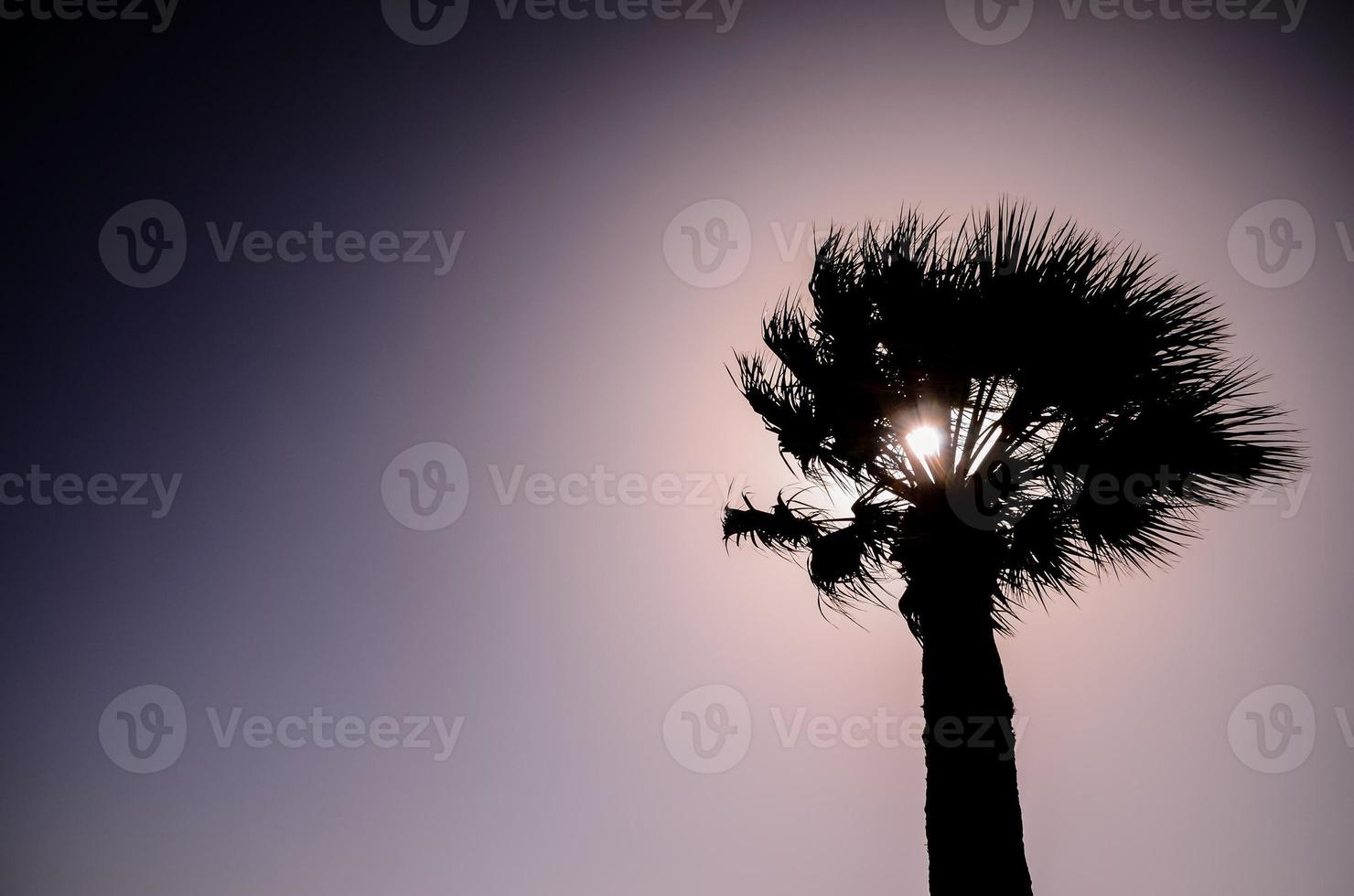 Palm trees at sunset photo