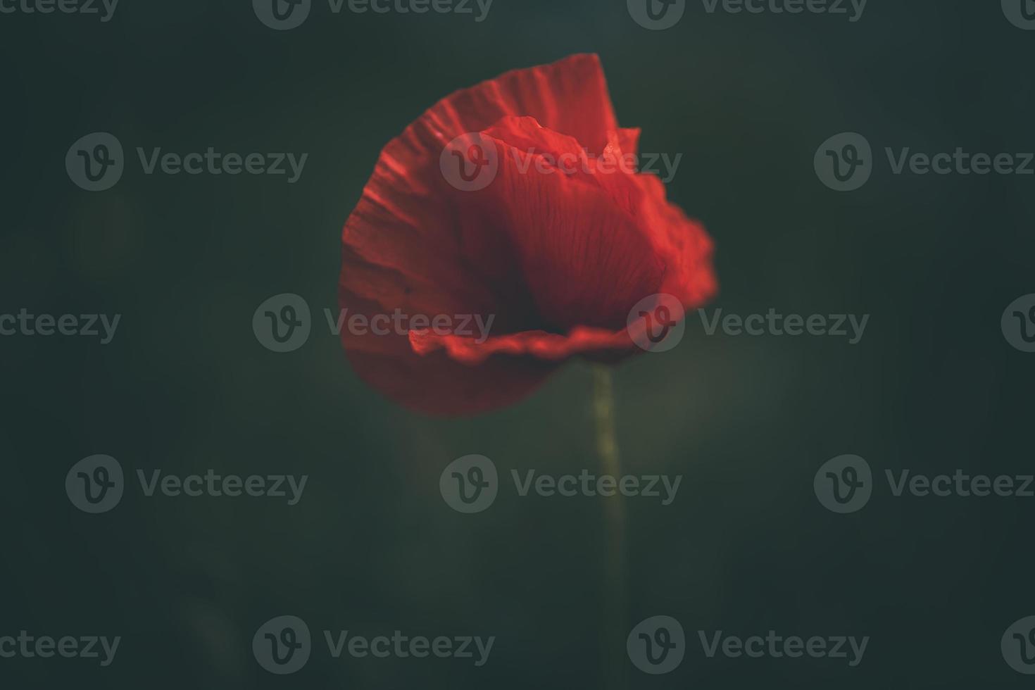 red poppy on a green background in the natural environment photo