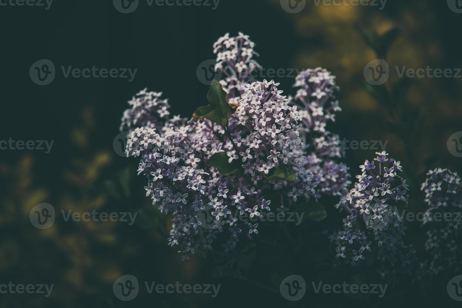 purple lilac among the green leaves on the bush in the spring garden photo