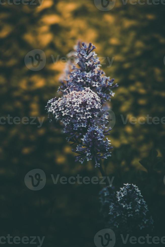 purple lilac among the green leaves on the bush in the spring garden photo