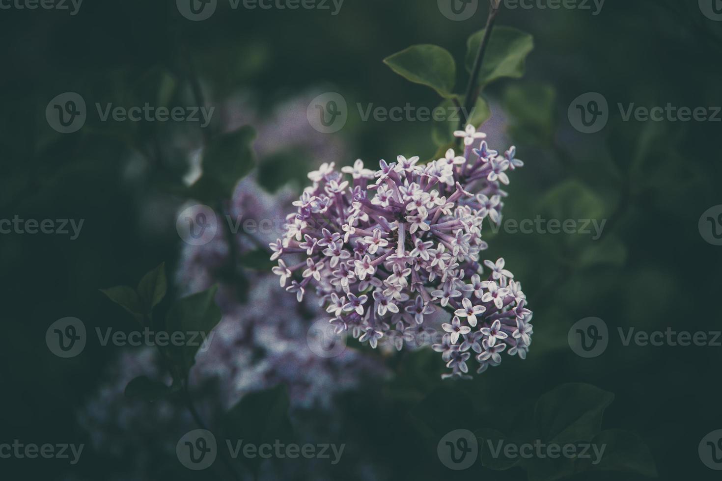 púrpura lila entre el verde hojas en el arbusto en el primavera jardín foto