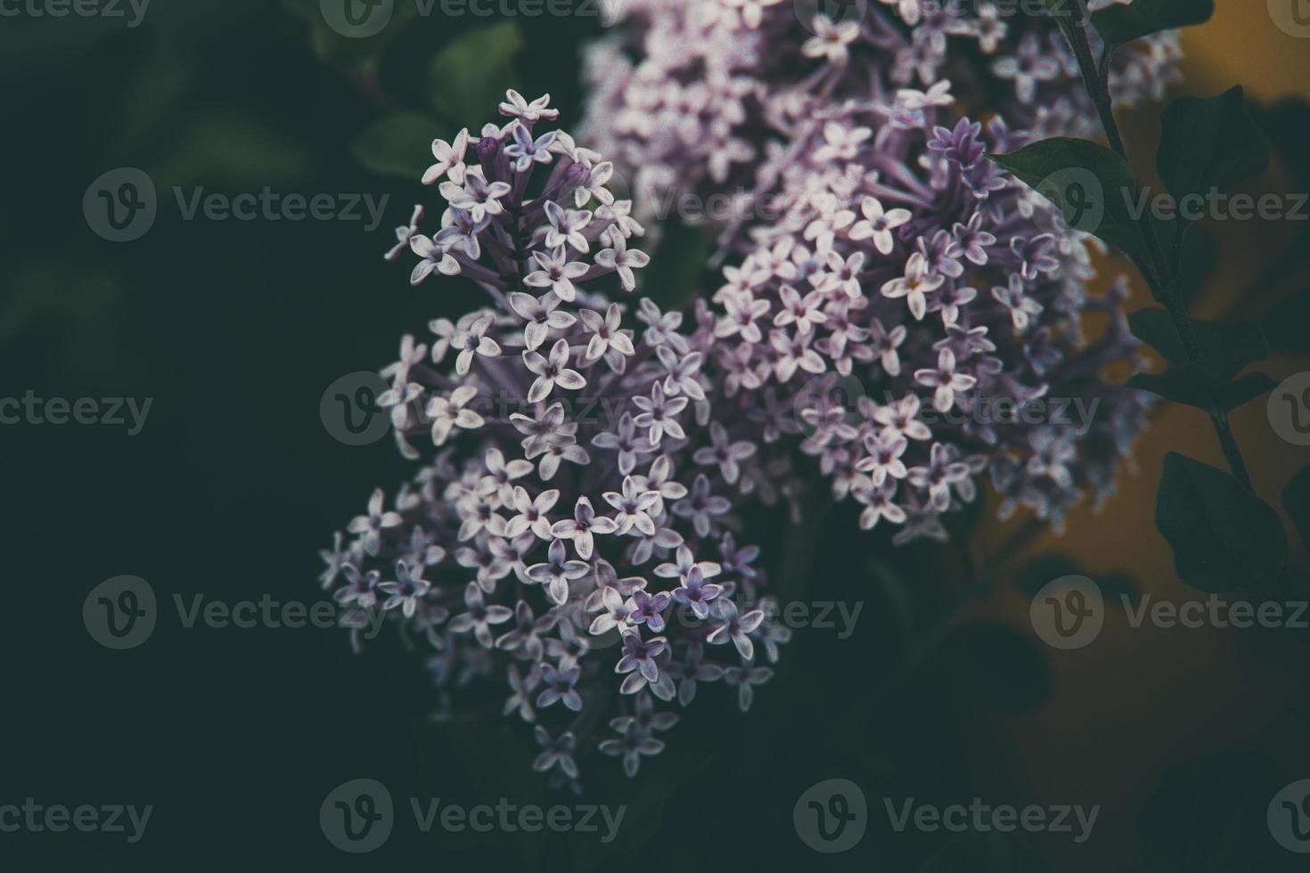 purple lilac among the green leaves on the bush in the spring garden photo