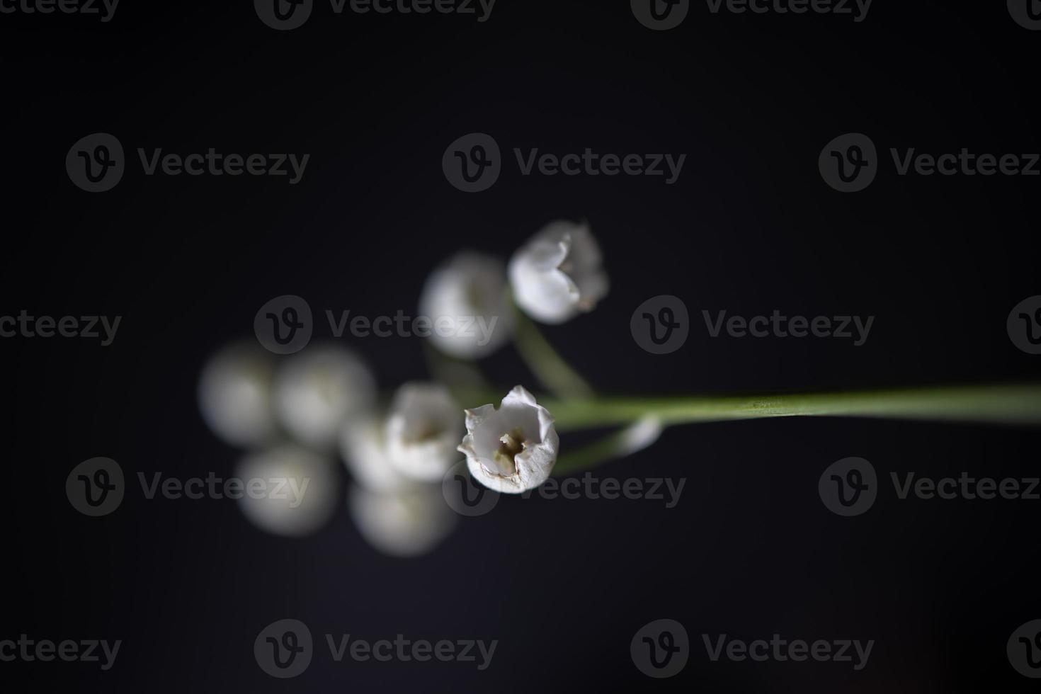 little white lily of the valley sprig on a black smooth background photo