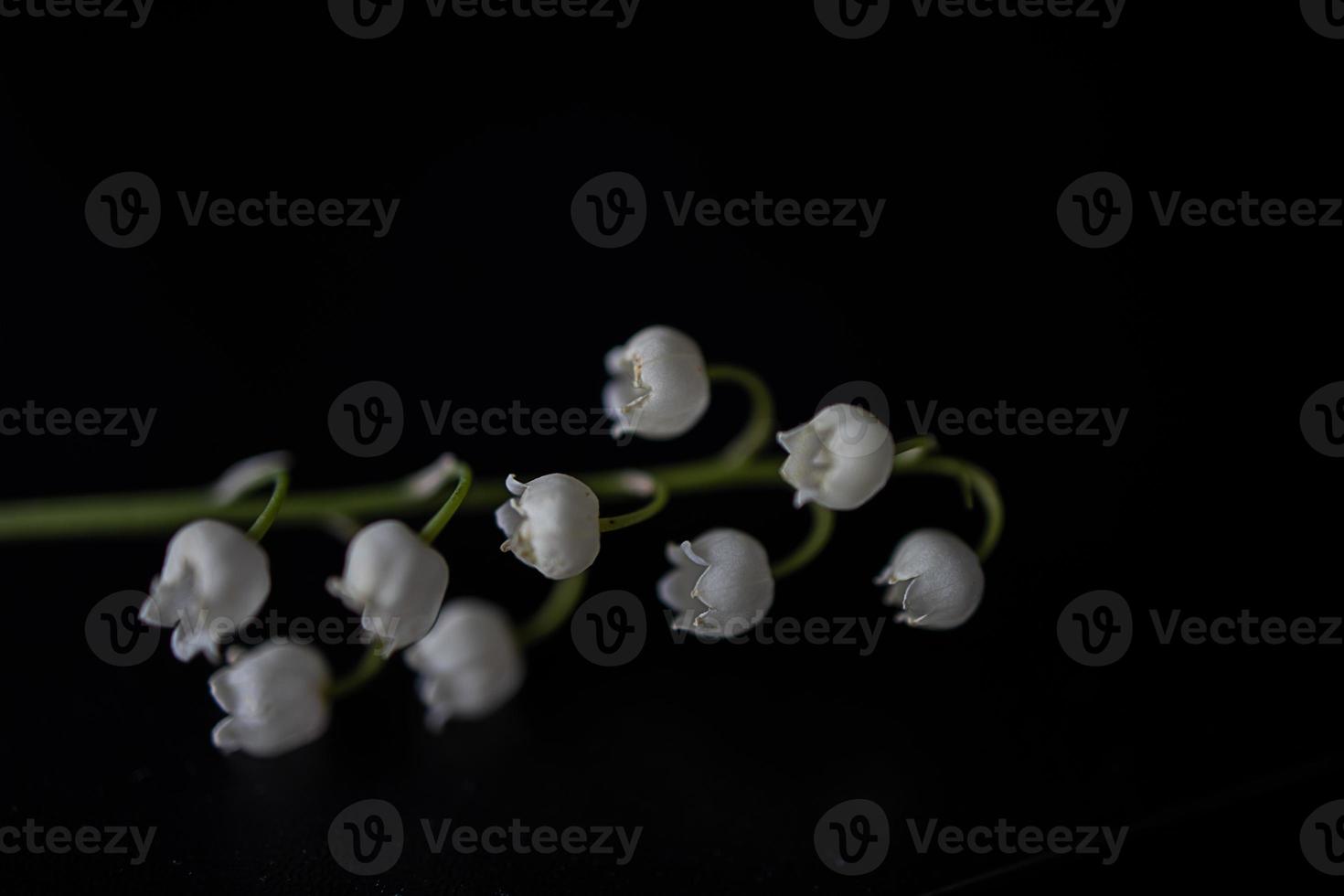 little white lily of the valley sprig on a black smooth background photo