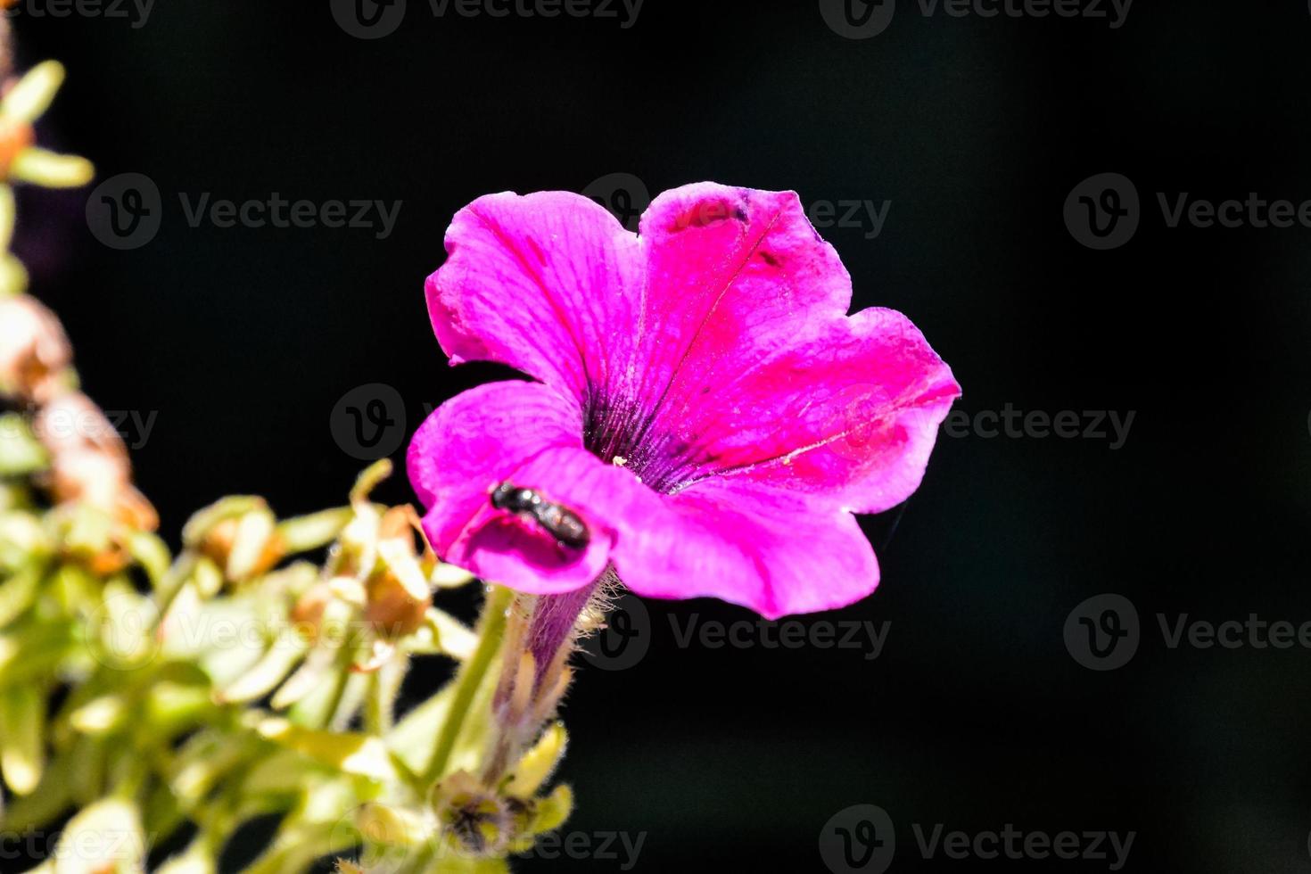 Colourful flower close up photo