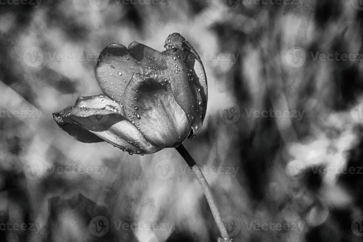 red tulip with water droplets in the garden photo