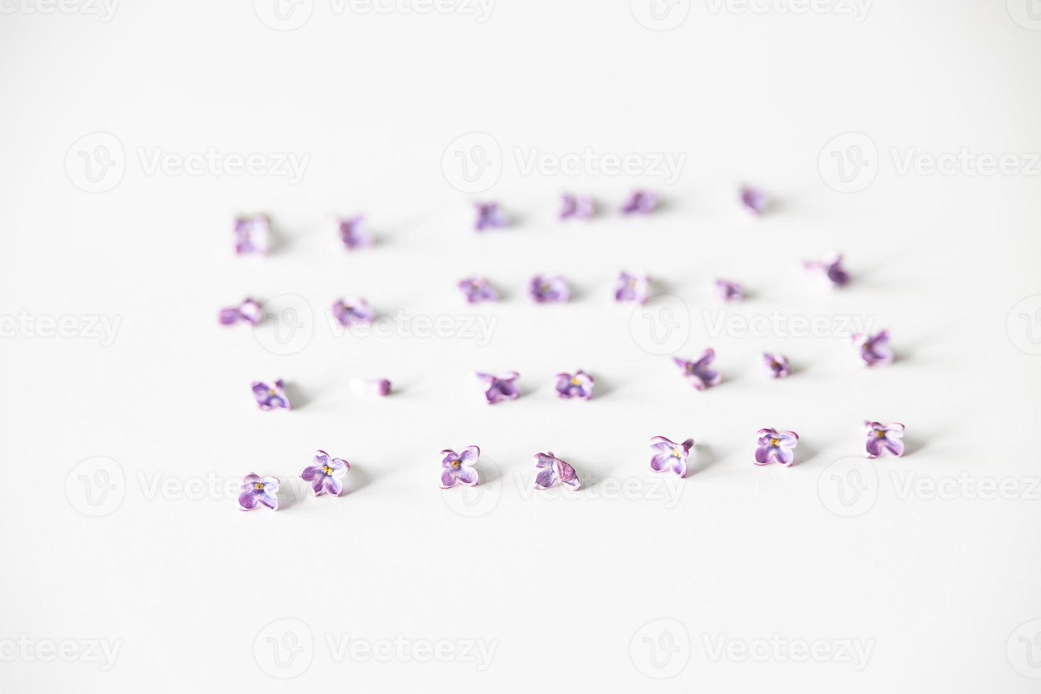 purple lilac flowers lying on a white isolated background in close-up photo