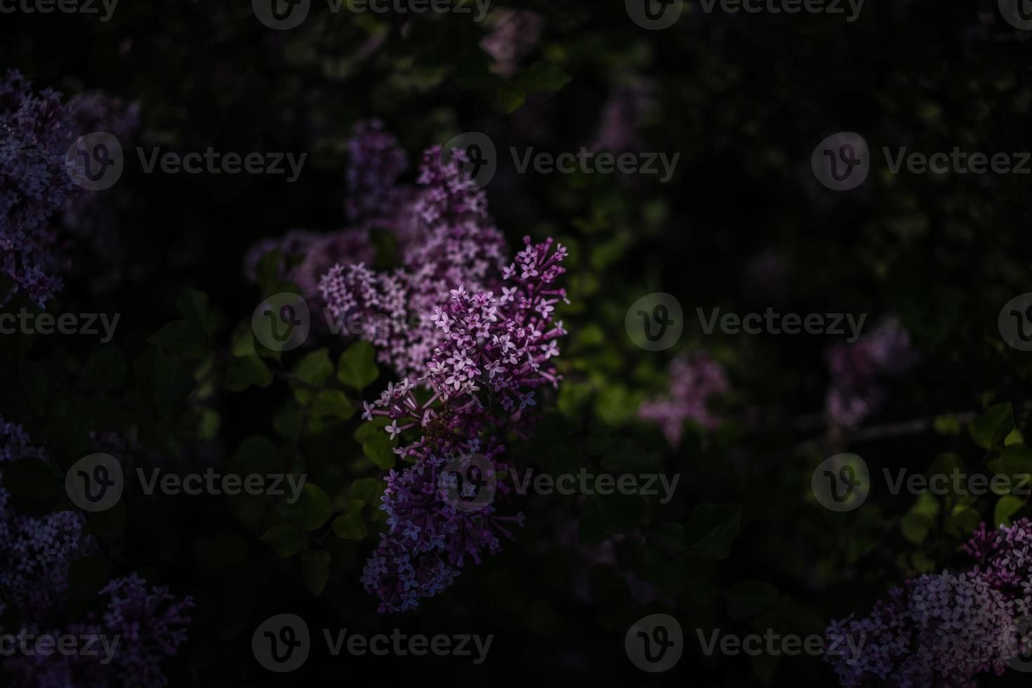 purple lilac among the green leaves on the bush in the spring garden photo