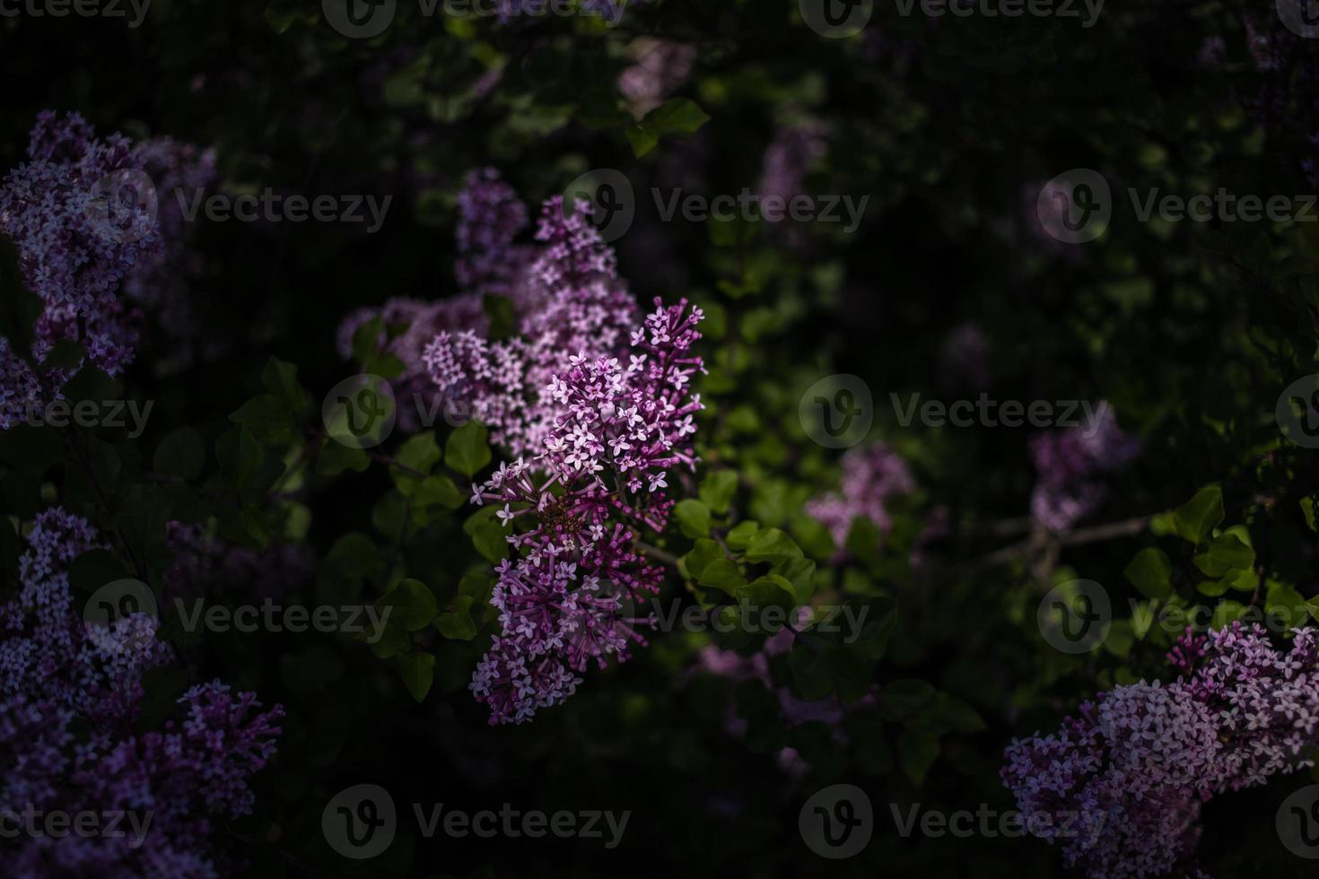 púrpura lila entre el verde hojas en el arbusto en el primavera jardín foto