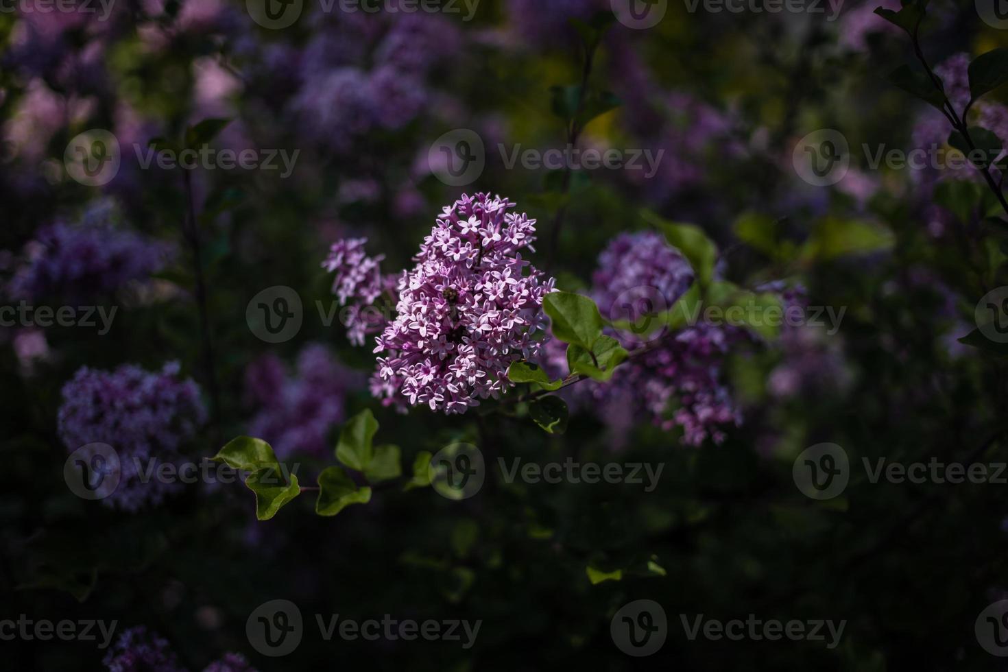 purple lilac among the green leaves on the bush in the spring garden photo