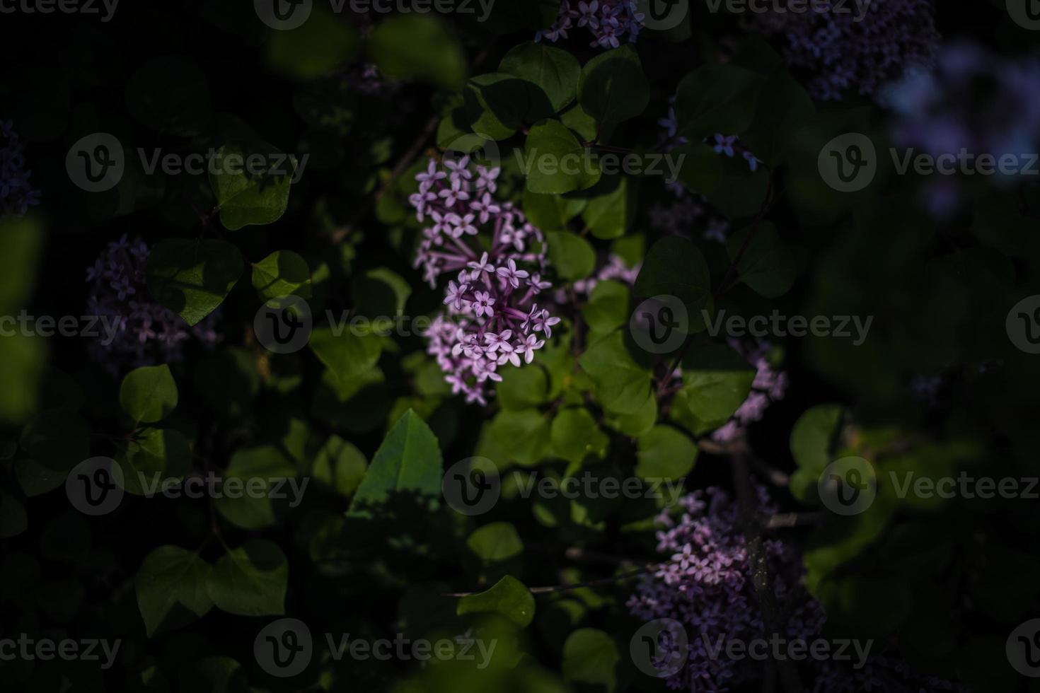 púrpura lila entre el verde hojas en el arbusto en el primavera jardín foto