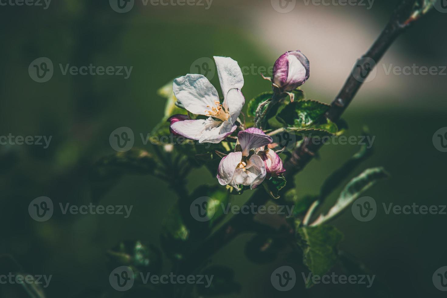 apple blossom on the tree on green background photo