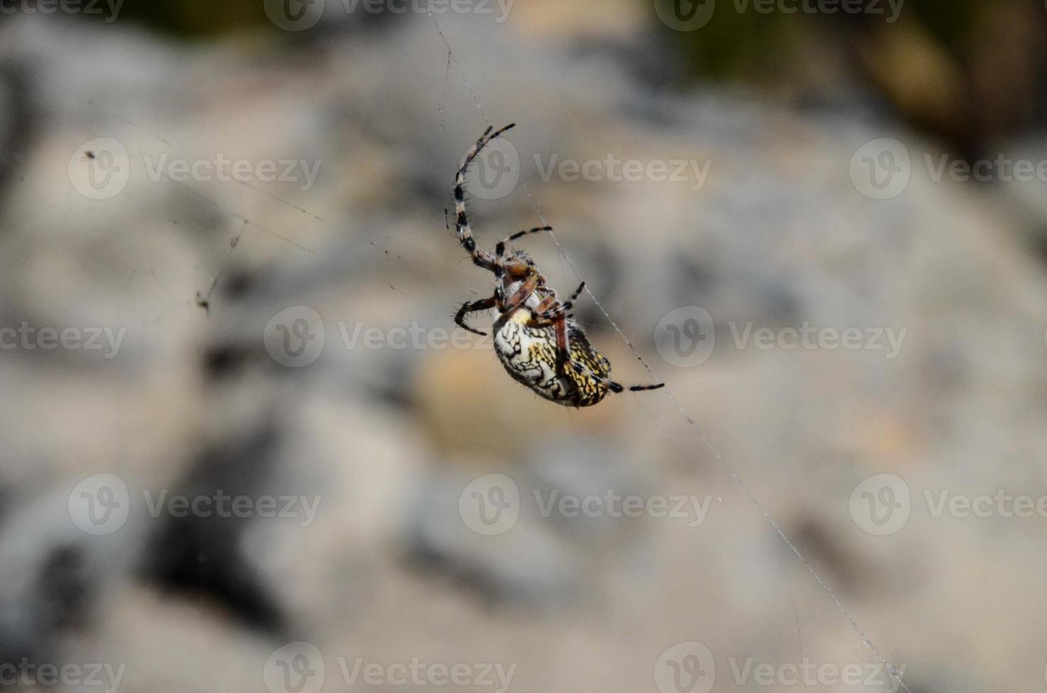 Close-up of a spider photo