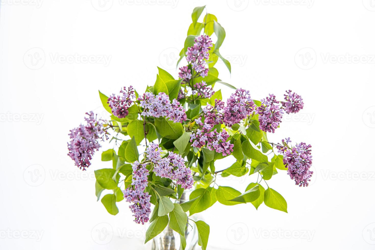 beautiful bouquet of purple lilac with green leaves on a white isolated background photo