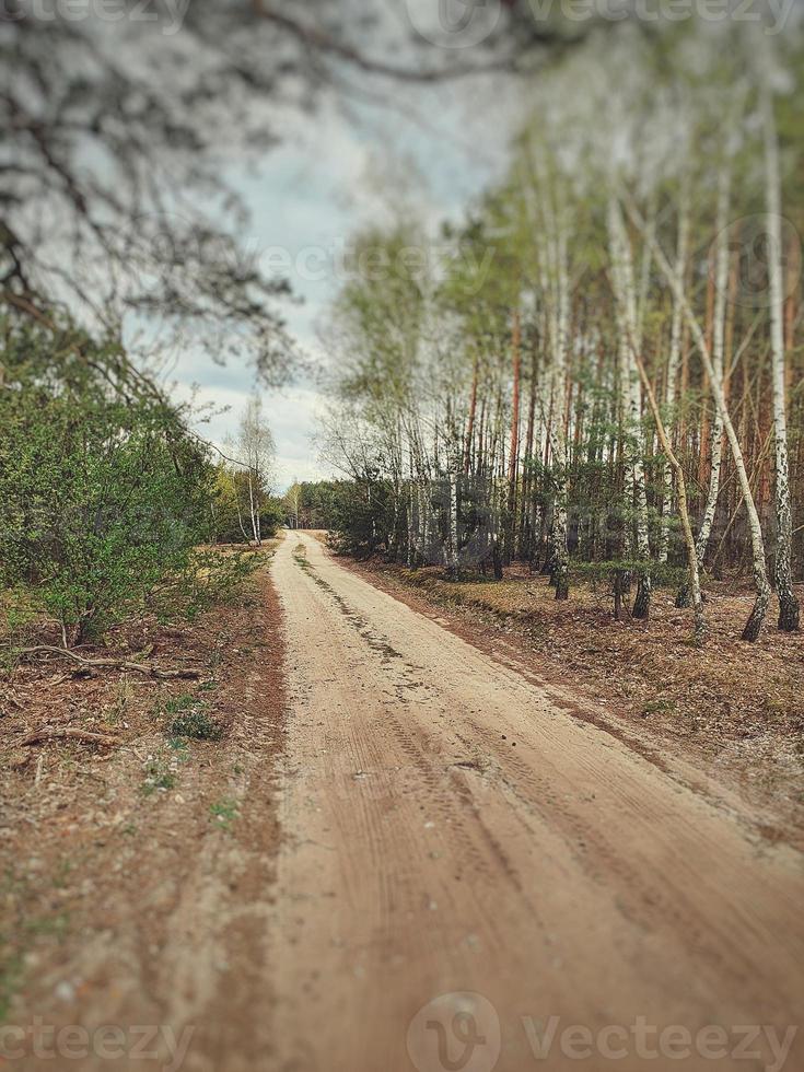 forest landscape with dirt road and trees on a cloudy spring day photo