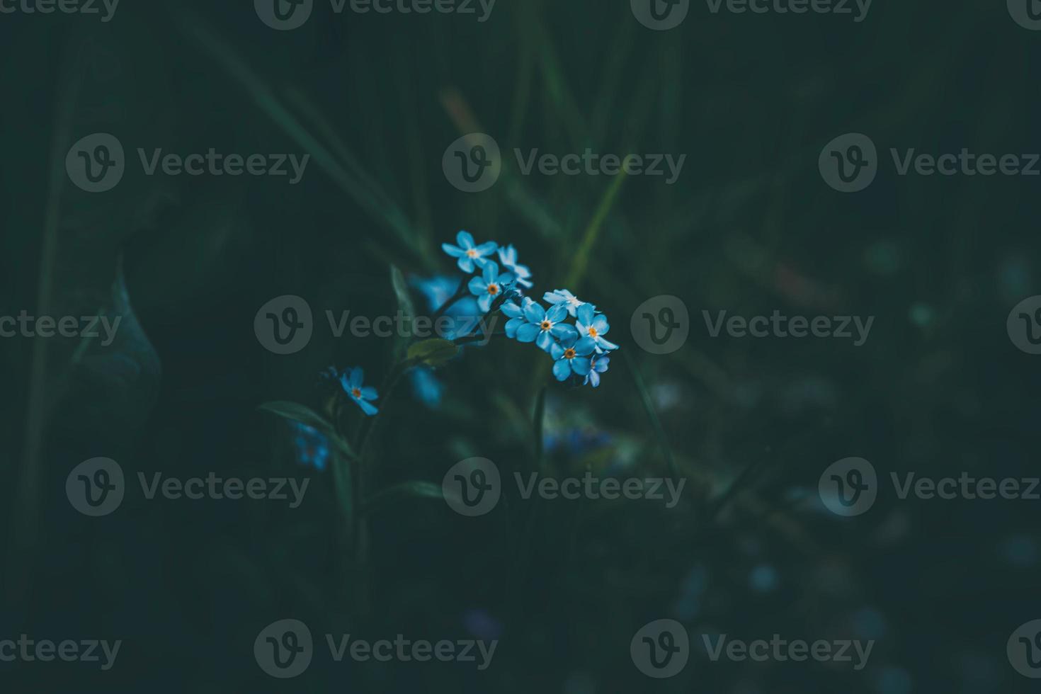 blue forget-me-not flowers among the green tall grass photo