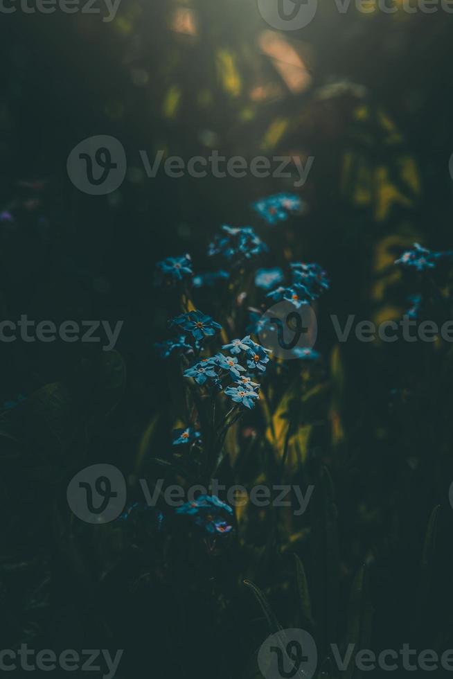 blue forget-me-not flowers among the green tall grass photo