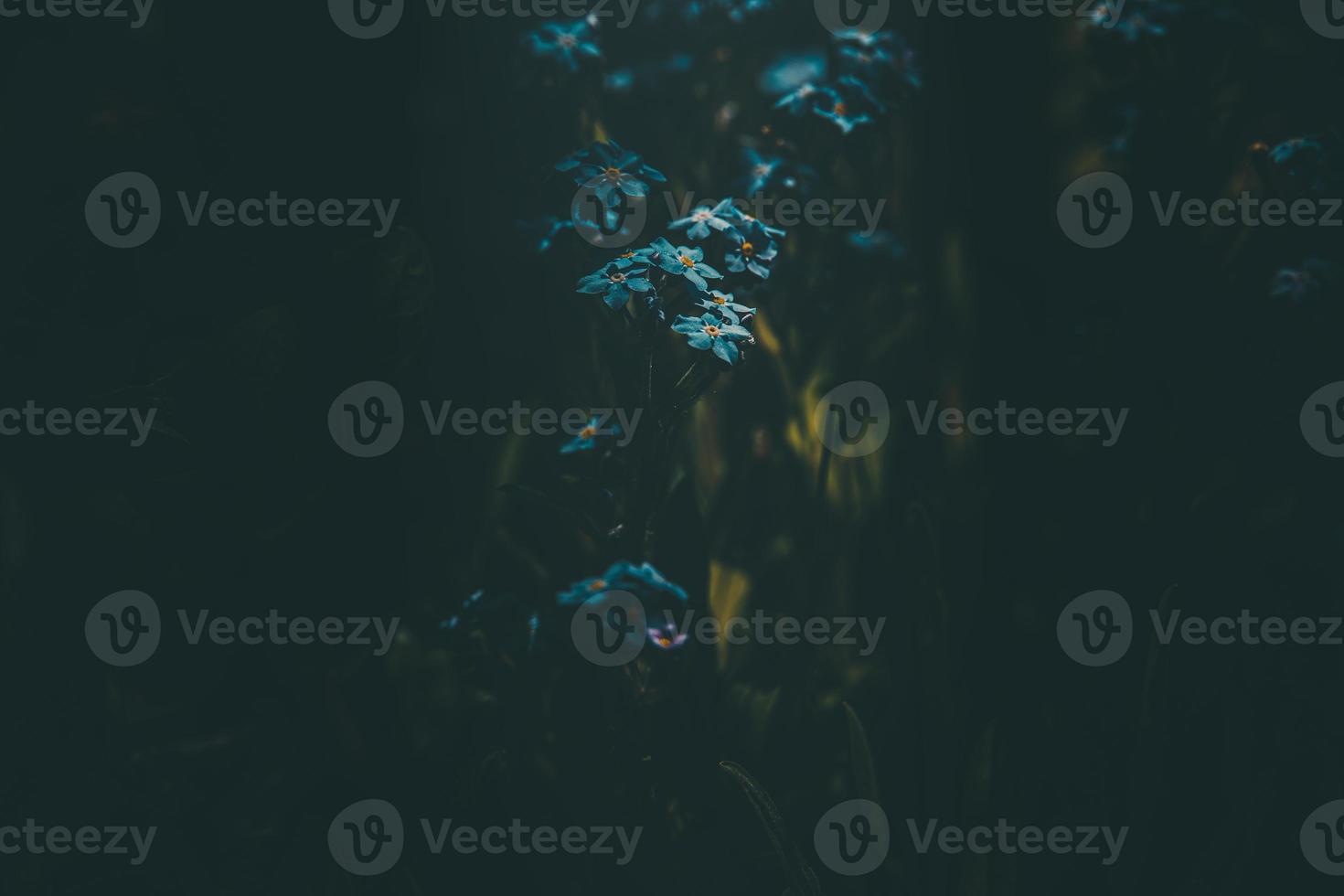 blue forget-me-not flowers among the green tall grass photo