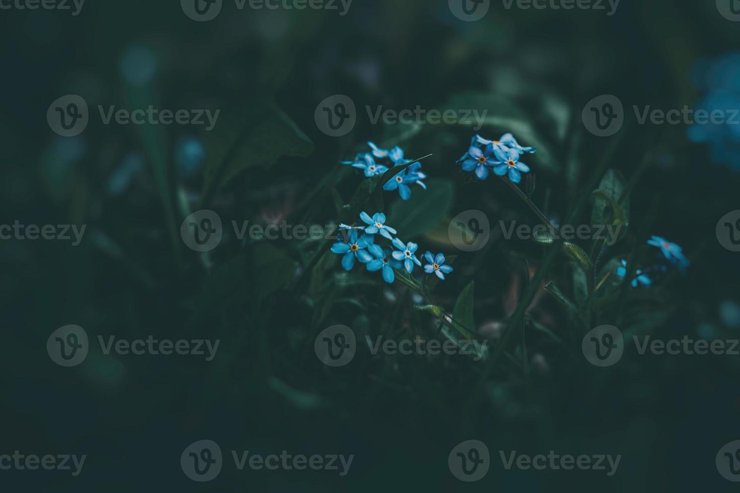 blue forget-me-not flowers among the green tall grass photo