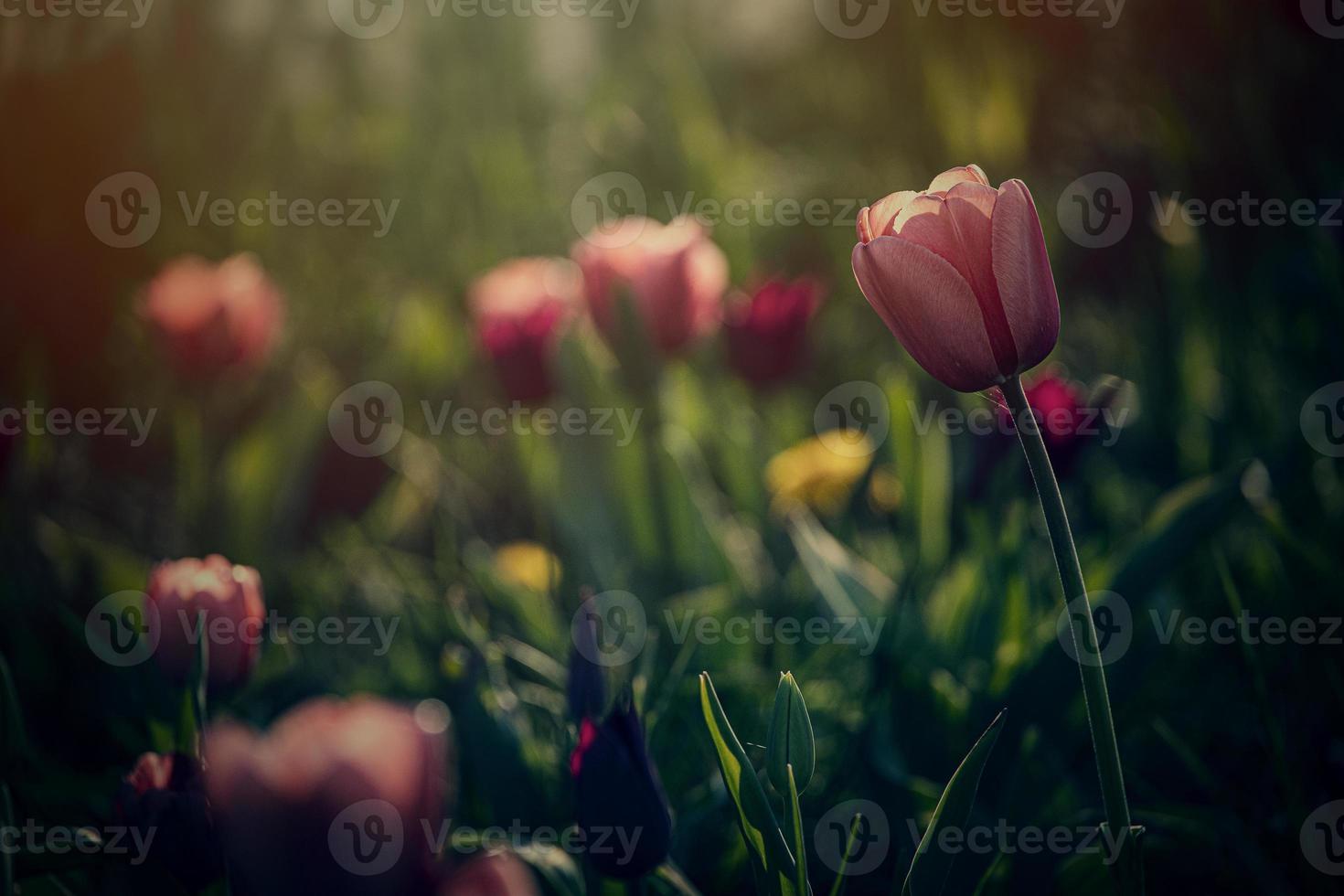 spring tulip growing outside in the garden under the warm rays of the spring sun in closeup photo