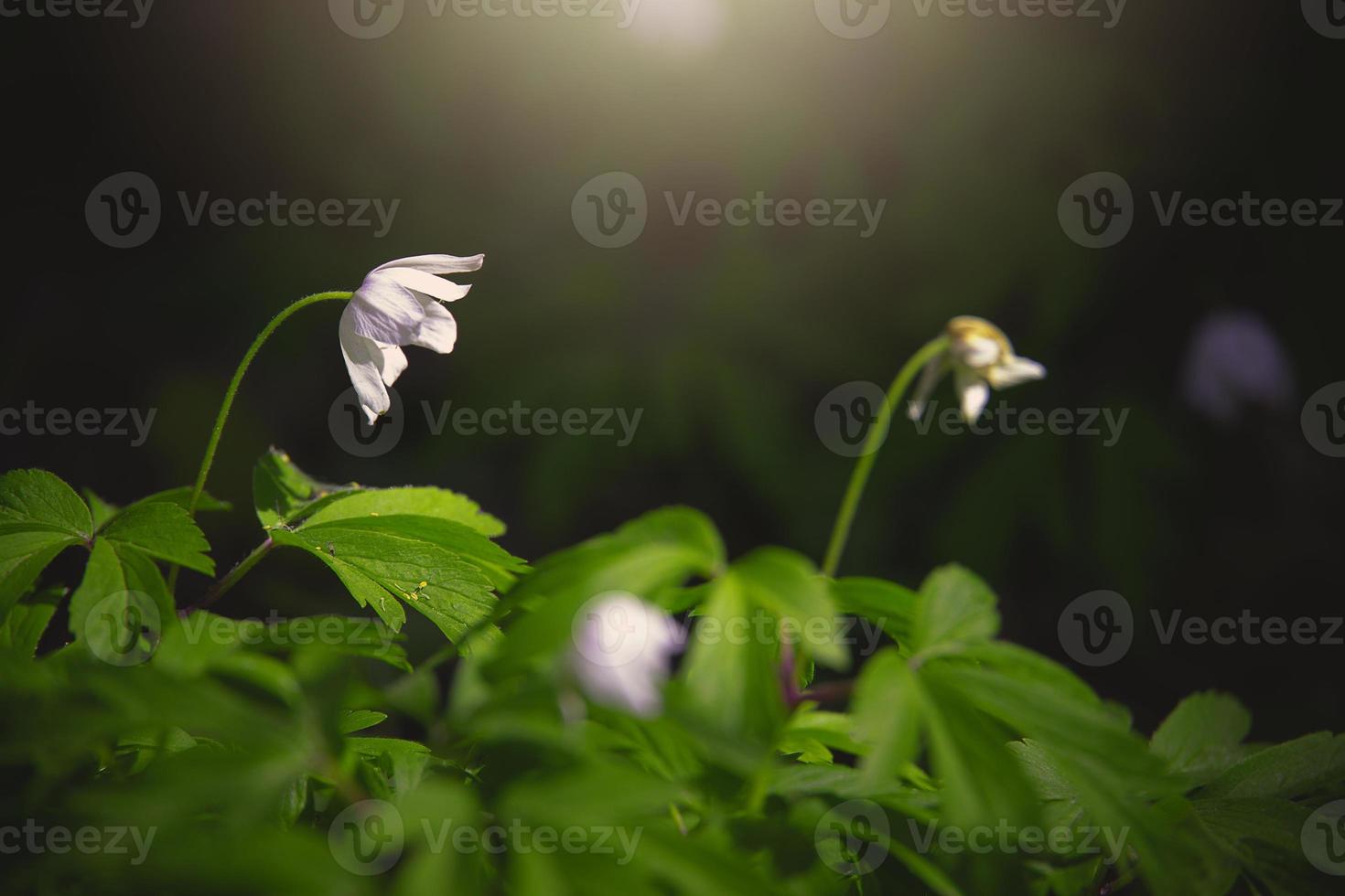 pequeño blanco anémona en un antecedentes de verde hojas en el bosque en el rayos de el primavera Dom foto